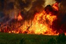 Пять человек, в том числе один пожарный, погибли и около ста получили ранения под Воронежем в результате лесных пожаров.