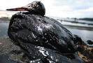 Правительственная комиссия США по расследованию причин взрыва нефтяной платформы Deepwater Horizon в Мексиканском заливе летом 2010 г. выпустила отчет о результатах своей работы.