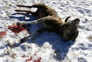 Дело о незаконной охоте высокопоставленных чиновников на занесенных в Красную книгу животных с борта разбившегося вертолета на Алтае будет рассматривать председатель Кош-Агачского районного суда республики Николай Лубеницкий.
