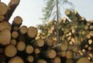 В Штутгарте началась вырубка леса под строительство нового вокзала «Штутгарт-21», несмотря на массовые акции протеста.