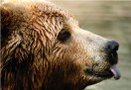 Сегодня во время конференции, посвященной проблемам экологии и коренным народам в боливийском г.Кочабамба отмечался Международный день Матери-Земли. 23 апреля участники мероприятия посадят 10 тыс. деревьев в честь его завершения. Этот праздник учрежден Международной ассамблеей ООН в 2009г., но сегодня отмечается впервые.