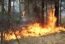 В нескольких районах Ульяновской области, где бушуют лесные пожары, введен режим чрезвычайной ситуации.