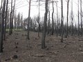 Главы пострадавших от природных пожаров регионов обязаны разработать планы восстановления сгоревших минувшим летом лесов и представить их в Рослесхоз. Об этом заявил премьер-министр РФ Владимир Путин на селекторном совещании по ликвидации последствий пожаров.