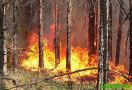 В пригородах Воронежа из-за лесных пожаров складывается чрезвычайная ситуация, сообщают местные СМИ.