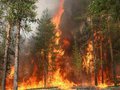На тушение лесных пожаров в Сибири направлены новые силы. Численность противопожарной группировки за одни сутки увеличилась более чем на 2 тысячи человек. Более 20 000 человек пытаются остановить распространение огня.