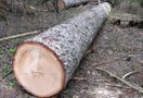 Возобновление строительства трассы Москва – Санкт-Петербург через Химкинский лес начнется с создания комитета по экологическому контролю. В него обещали пригласить участников "Движения в защиту Химкинского леса".